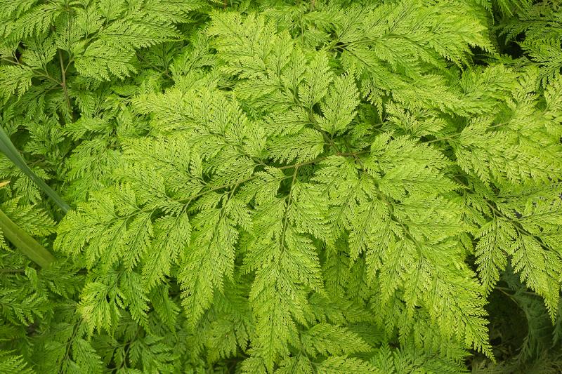 In addition to the fuzzy rhizomes that look like a rabbit foot, these ferns offer delicate, lacy foliage. PHOTO BY MONTREE/ADOBESTOCK